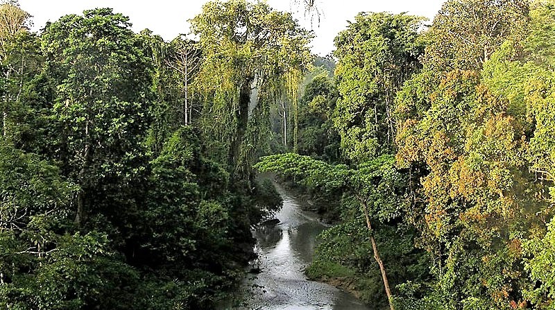 Contoh Hutan Hujan Tropis Di Indonesia Imagesee