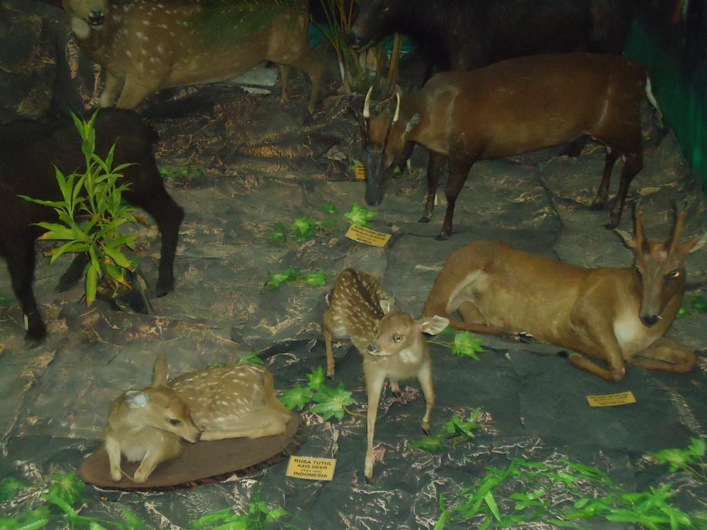 Medan Juga Punya Museum Hewan Yang Diawetkan Lho Jadiberitacom