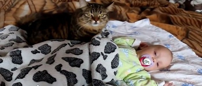 ajaib kucing ini menidurkan bayi hanya dalam beberapa detik