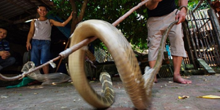 le mat desa ular di vietnam yang populer karena kuliner ekstrem