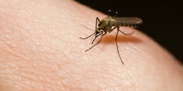 664xauto alasan mengapa nyamuk suka terbang dekat kepala dan telinga 1510301.png