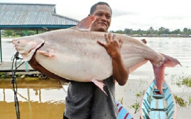 5 Ikan  Monster yang Ada di Sungai Indonesia jadiberita com