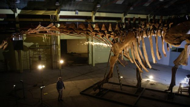 Tulang Argentinosaurus (BBC)