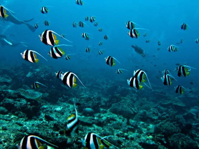 Taman Nasional Bunaken (Divezone)