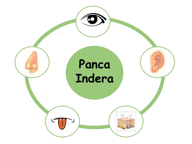 Panca indera (Slideshare)