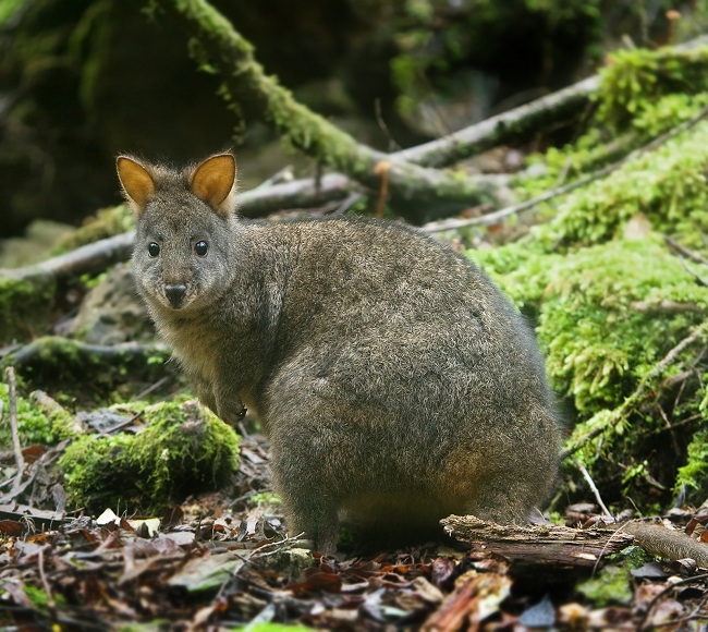 Thylogale brownii atau Brownâ??s pademelon (Dream)