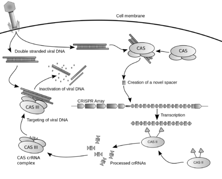 Diagram proses CRISPR (Wikipedia)