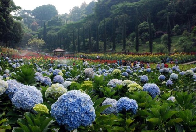 Wisata Taman Bunga Selekta klimg.com