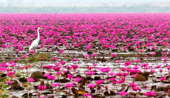 Danau Lotus Goodnewsfromindonesia Deretan Destinasi Wisata di Manggarai yang Instagrammable