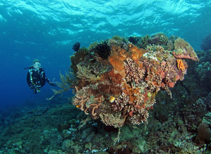 Bunaken Indonesia