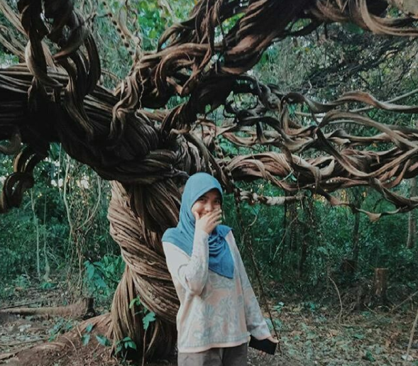 Pohon Trinil Raksasa @wiwid.diwiw