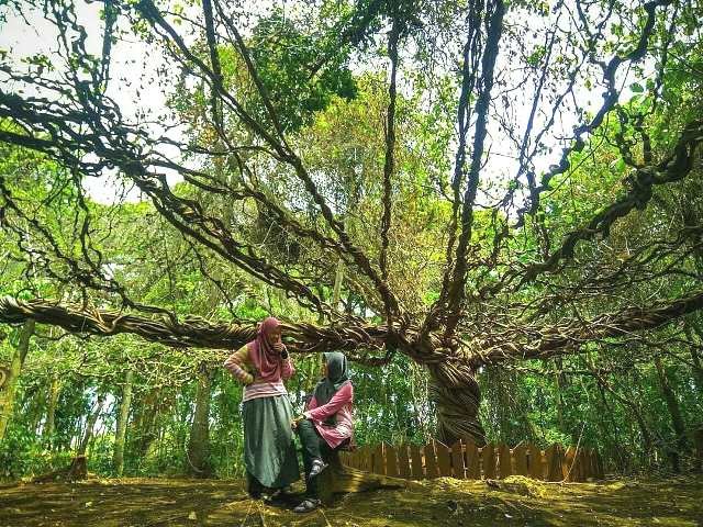 Pohon Trinil di Lamongan thewisata.com