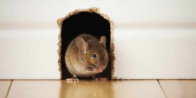 wajib dicoba metode usir tikus tanpa racun 1707049