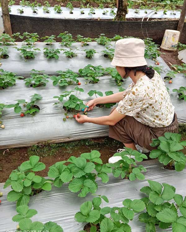 Greenhouse Strawberry Inilah Serunya Lembah Asri Purbalingga: Ada Dinosaurus Bergerak