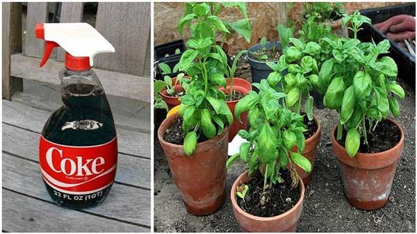 Fertilize Your Plants With Coca Cola